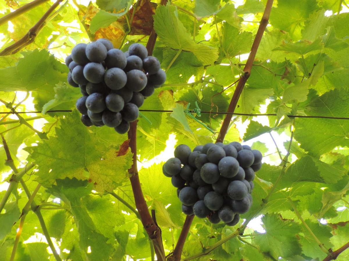 Boutique Appartamento Bacchus 马伦格 外观 照片